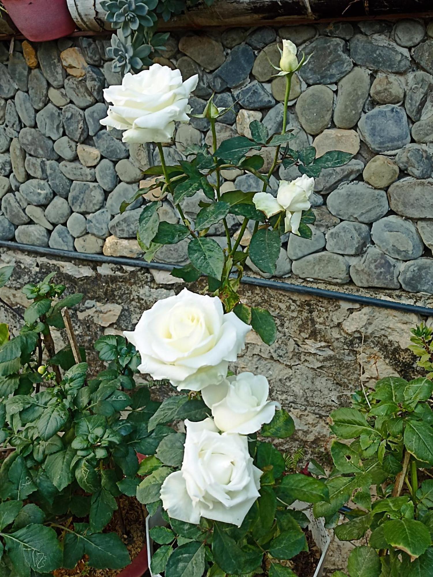 Thao Ly Homestay Mai Chau Hòa Bình Buitenkant foto