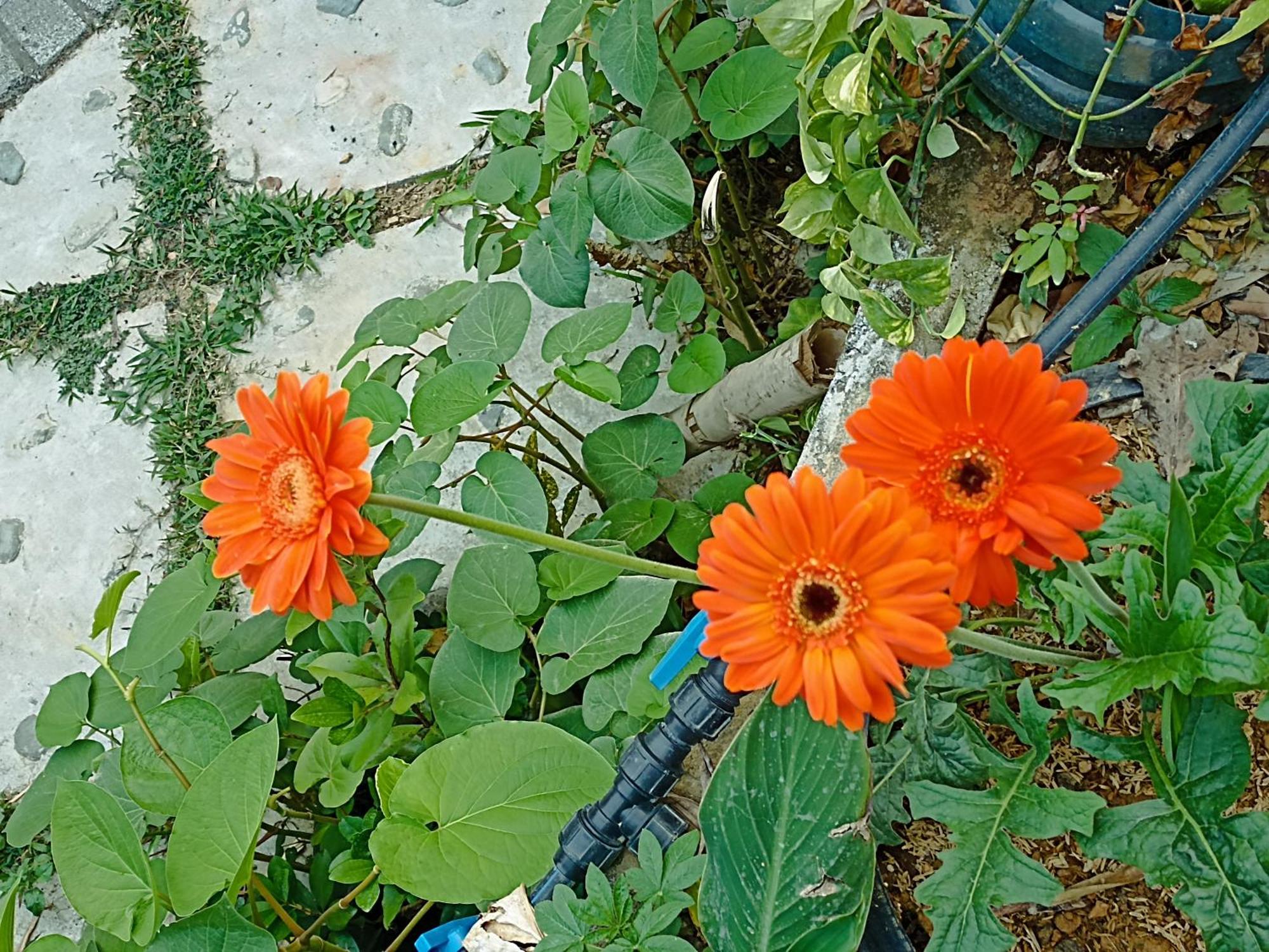 Thao Ly Homestay Mai Chau Hòa Bình Buitenkant foto
